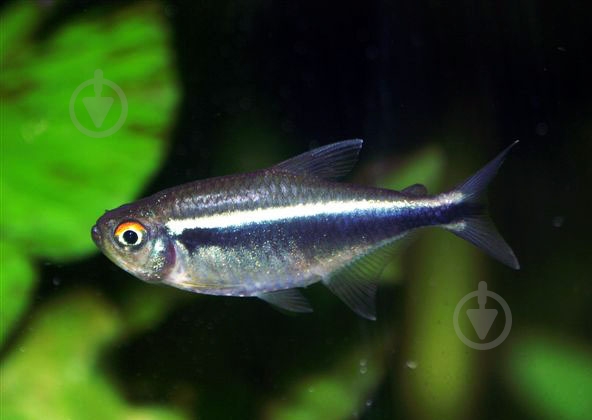 Рыбка Неон черный S - фото 11 Рыбка Неон черный S - фото 11