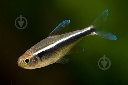 Рыбка Неон черный S - фото 1 Рыбка Неон черный S - фото 1