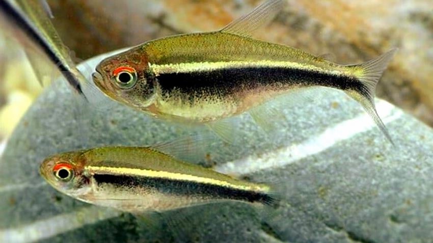 Рыбка Неон черный S - фото 2 Рыбка Неон черный S - фото 2