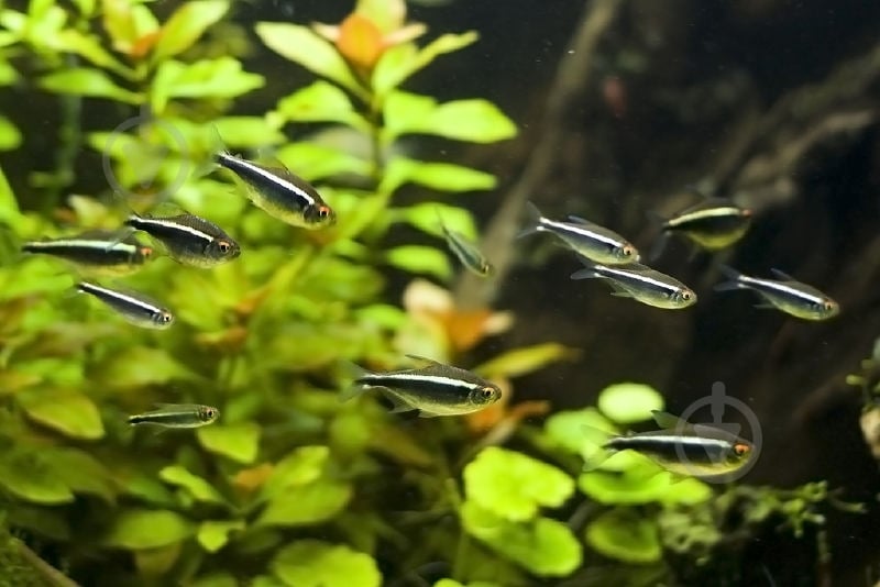 Рыбка Неон черный S - фото 12 Рыбка Неон черный S - фото 12