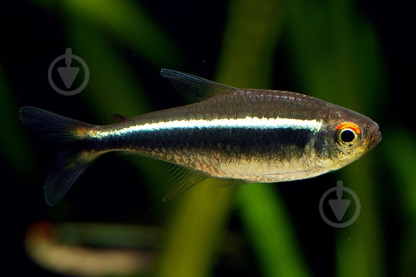 Рыбка Неон черный S - фото 10 Рыбка Неон черный S - фото 10