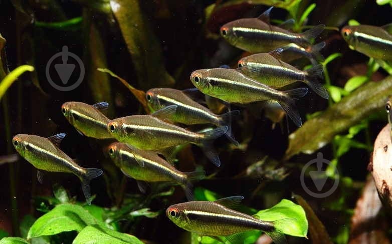 Рыбка Неон черный S - фото 7 Рыбка Неон черный S - фото 7