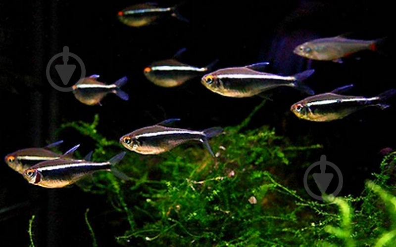 Рыбка Неон черный S - фото 9 Рыбка Неон черный S - фото 9