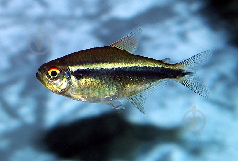 Рыбка Неон черный S - фото 8 Рыбка Неон черный S - фото 8