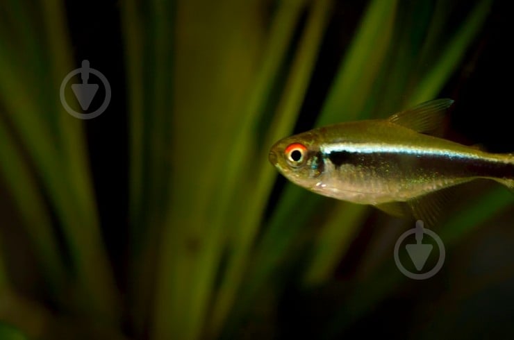 Рыбка Неон черный S - фото 6 Рыбка Неон черный S - фото 6