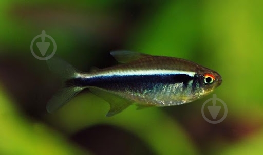 Рыбка Неон черный S - фото 4 Рыбка Неон черный S - фото 4