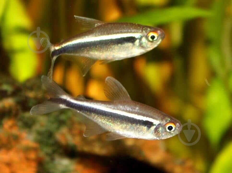 Рыбка Неон черный S - фото 5 Рыбка Неон черный S - фото 5