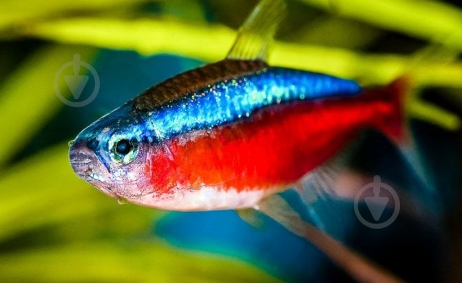 Рыбка Неон S - фото 5