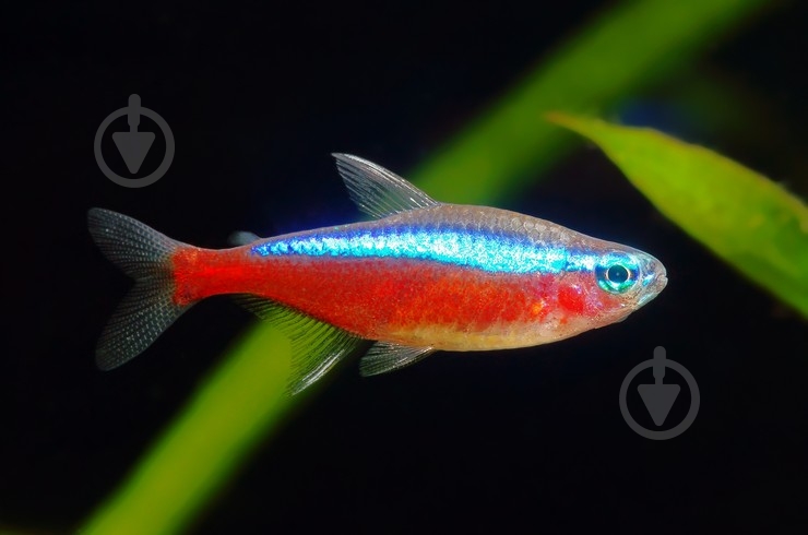 Рыбка Неон S - фото 12