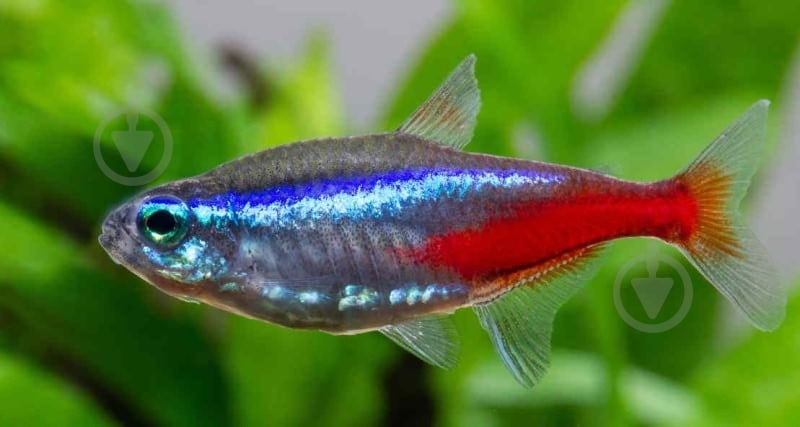 Рыбка Неон S - фото 8