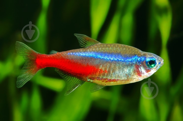 Рыбка Неон S - фото 1