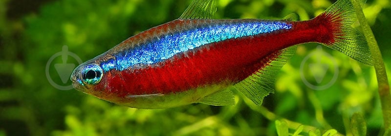 Рыбка Неон красный S - фото 6