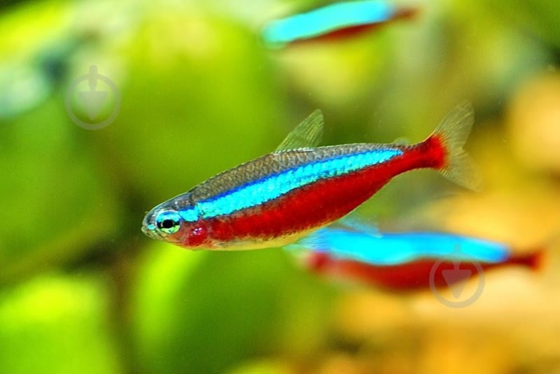 Рыбка Неон красный S - фото 9