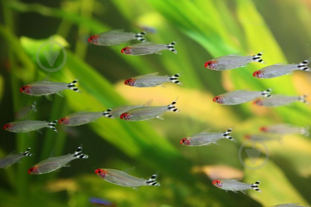 Рыбка родостомус M - фото 6 Рыбка родостомус M - фото 6