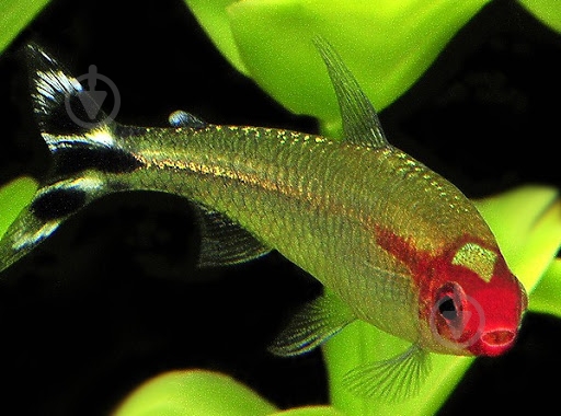 Рыбка родостомус M - фото 1 Рыбка родостомус M - фото 1