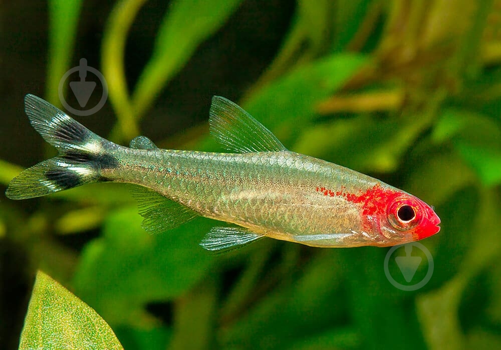 Рыбка родостомус M - фото 2 Рыбка родостомус M - фото 2