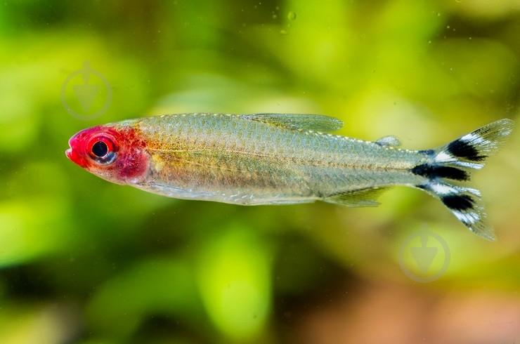 Рыбка родостомус M - фото 4 Рыбка родостомус M - фото 4