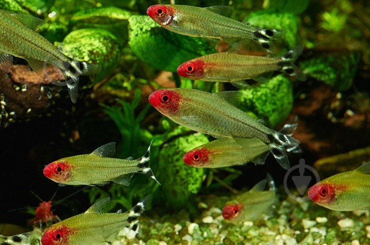 Рыбка родостомус M - фото 5 Рыбка родостомус M - фото 5