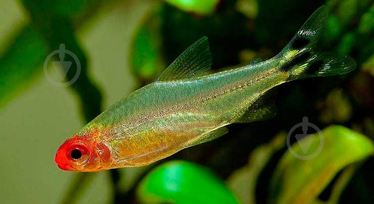 Рыбка родостомус M - фото 10 Рыбка родостомус M - фото 10