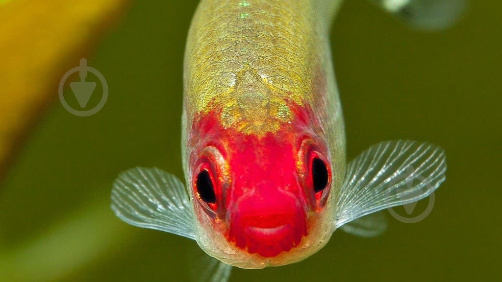 Рыбка родостомус M - фото 3 Рыбка родостомус M - фото 3