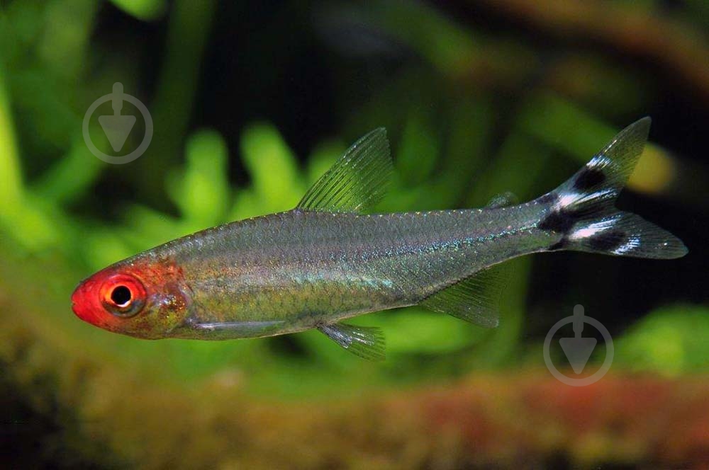 Рыбка родостомус M - фото 8 Рыбка родостомус M - фото 8