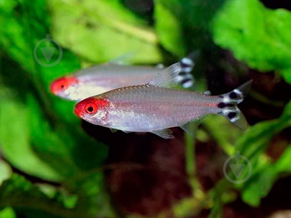 Рыбка родостомус M - фото 7 Рыбка родостомус M - фото 7