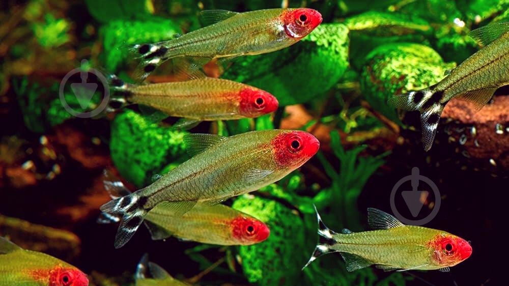 Рыбка родостомус M - фото 9 Рыбка родостомус M - фото 9