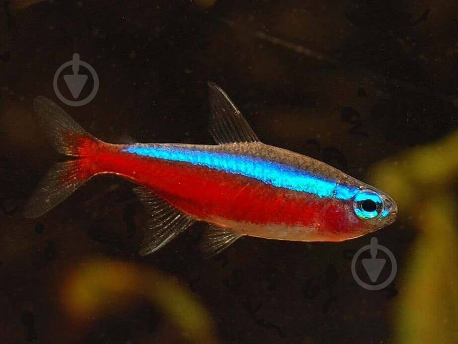 Рыбка Неон красный М - фото 11