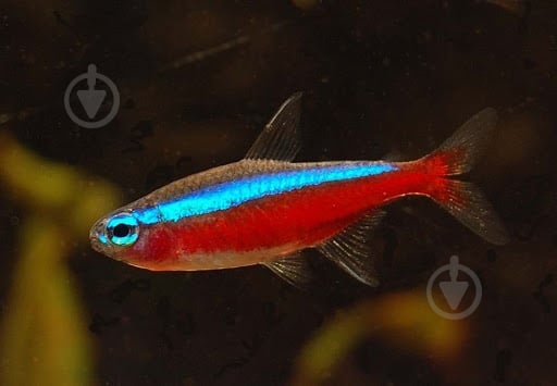 Рыбка Неон красный М - фото 13