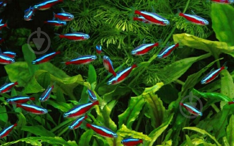 Рыбка Неон красный М - фото 4