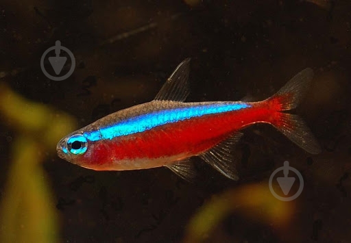 Рыбка Неон красный L - фото 4 Рыбка Неон красный L - фото 4