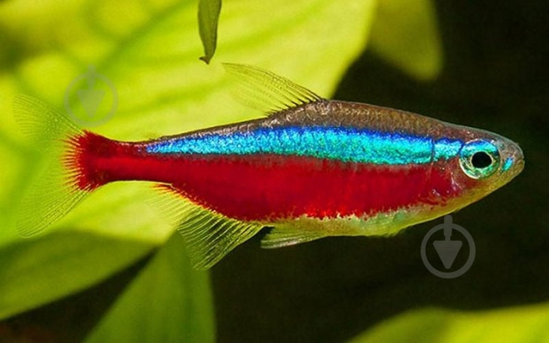 Рыбка Неон красный L - фото 6 Рыбка Неон красный L - фото 6