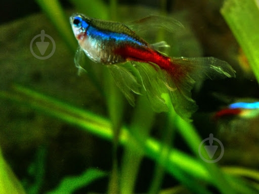 Рыбка Неон красный L - фото 11 Рыбка Неон красный L - фото 11