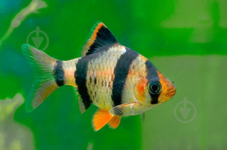 Рибка Барбус Суматранський M - фото 5 Рибка Барбус Суматранський M - фото 5