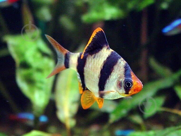 Рибка Барбус Суматранський M - фото 12 Рибка Барбус Суматранський M - фото 12