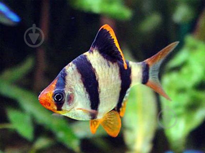 Рибка Барбус Суматранський M - фото 3 Рибка Барбус Суматранський M - фото 3