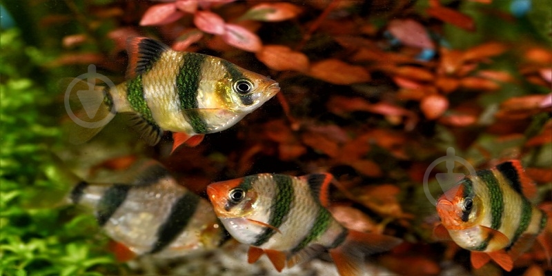 Рибка Барбус Суматранський M - фото 9 Рибка Барбус Суматранський M - фото 9