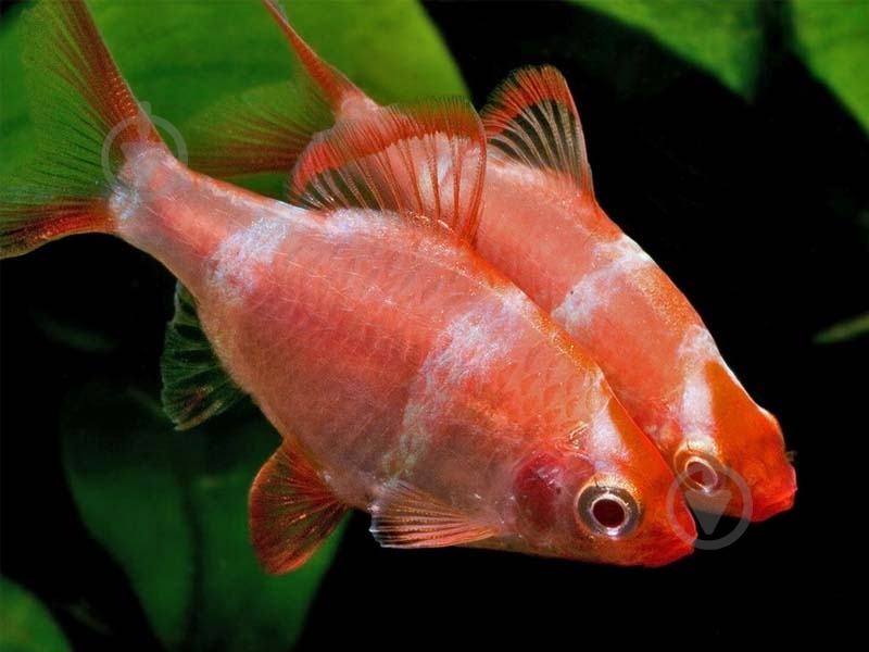 Рибка Барбус Суматранський M - фото 6 Рибка Барбус Суматранський M - фото 6