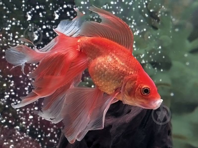 Рыбка Вуалехвост ассорти S - фото 3 Рыбка Вуалехвост ассорти S - фото 3