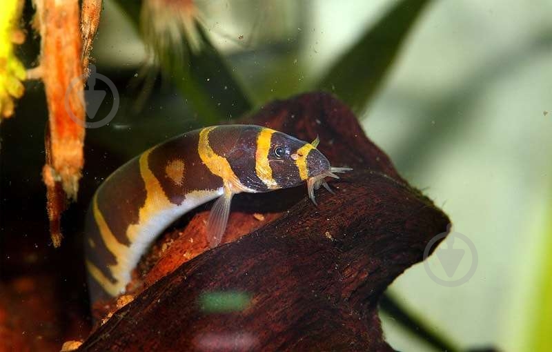 Рыбка Акантофтальмус Кюля M - фото 15 Рыбка Акантофтальмус Кюля M - фото 15