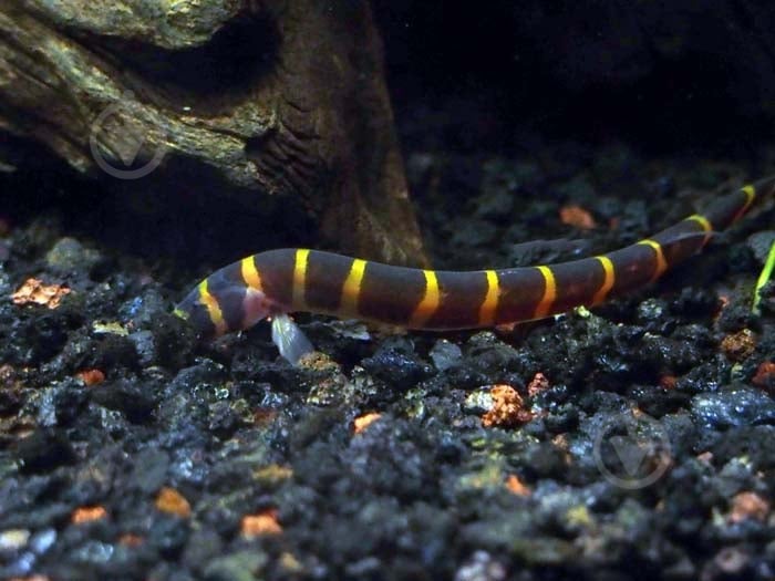 Рыбка Акантофтальмус Кюля M - фото 11 Рыбка Акантофтальмус Кюля M - фото 11