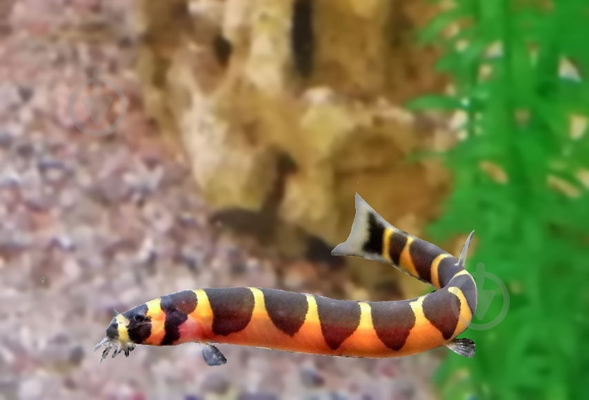 Рыбка Акантофтальмус Кюля M - фото 16 Рыбка Акантофтальмус Кюля M - фото 16