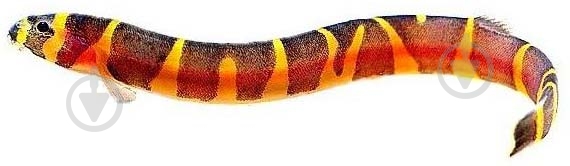 Рыбка Акантофтальмус Кюля M - фото 7 Рыбка Акантофтальмус Кюля M - фото 7