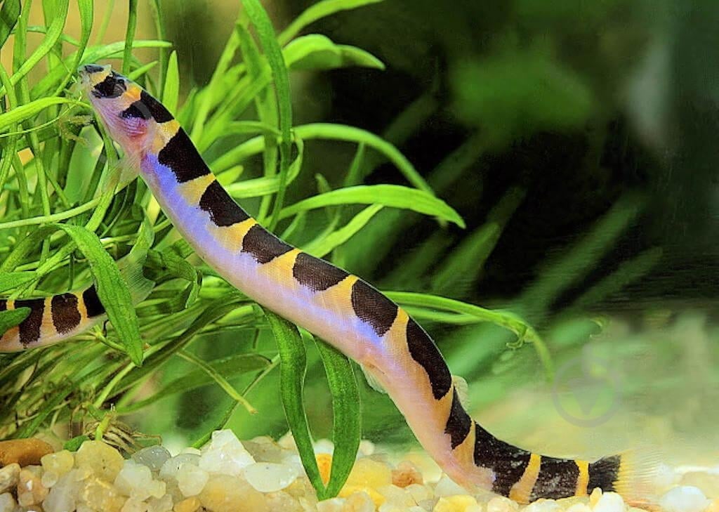 Рыбка Акантофтальмус Кюля M - фото 6 Рыбка Акантофтальмус Кюля M - фото 6