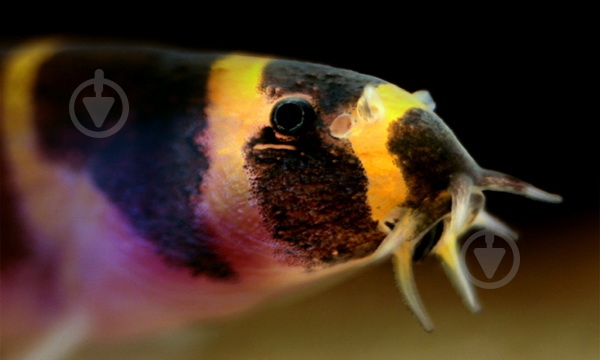 Рыбка Акантофтальмус Кюля M - фото 14 Рыбка Акантофтальмус Кюля M - фото 14