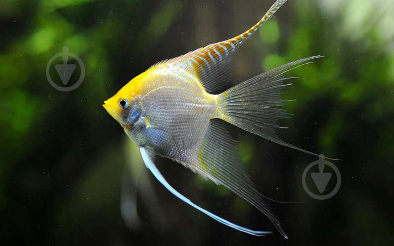 Рыбка Скалярия ассорти S - фото 10