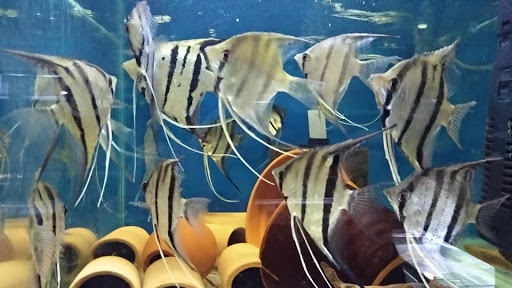 Рыбка Скалярия ассорти S - фото 13