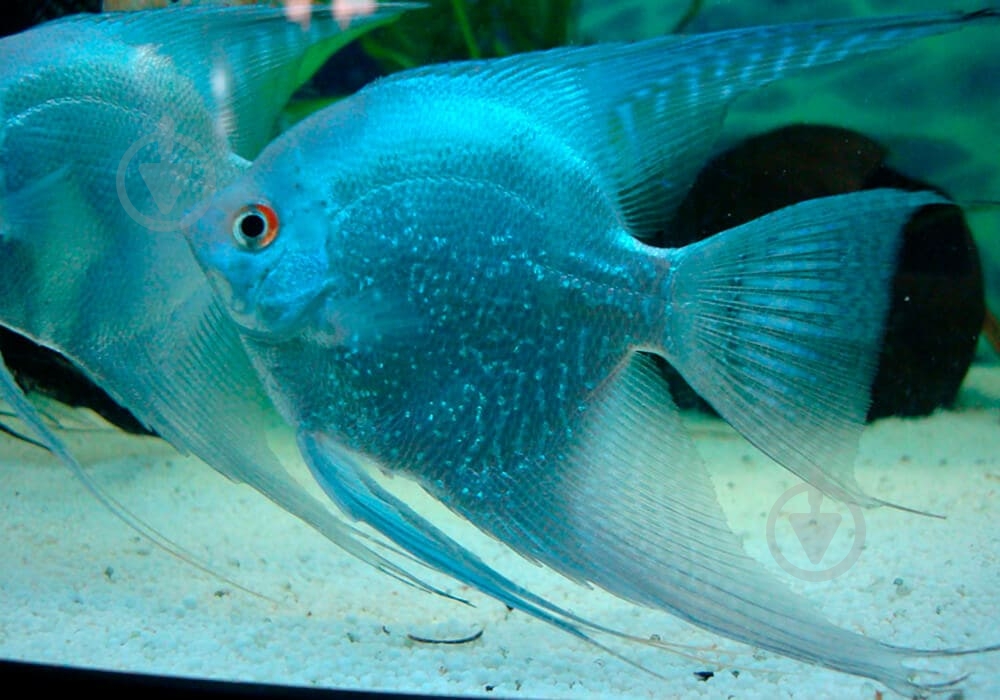 Рыбка Скалярия ассорти S - фото 15