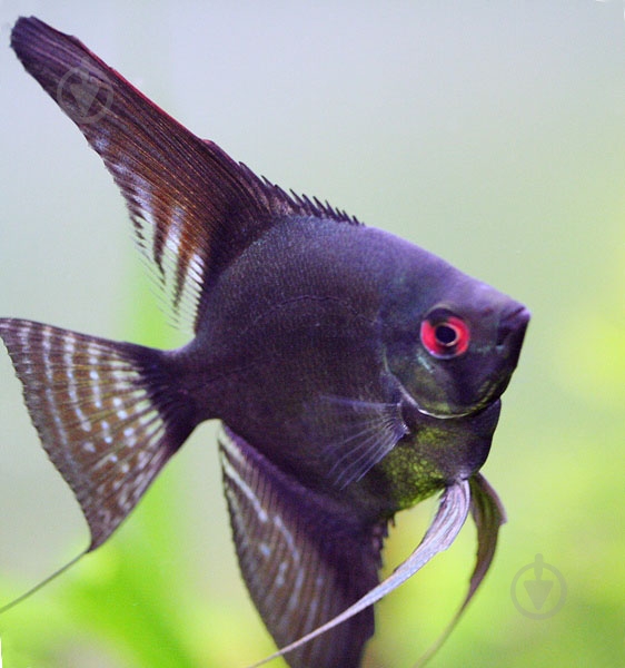 Рыбка Скалярия ассорти S - фото 5