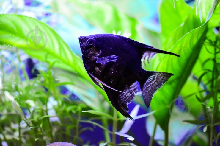 Рыбка Скалярия ассорти M - фото 1 Рыбка Скалярия ассорти M - фото 1